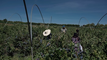 Cosechando moras azules en una