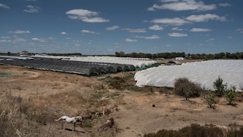 Invernaderos de plástico cerca de