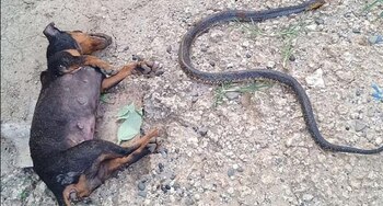 Miley, la perra salchicha murió