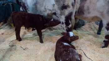 Los terneros se llaman Charlotte