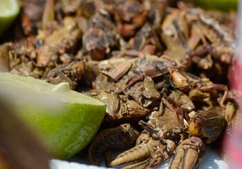 Ahora la palabra “chapulín” tendrá