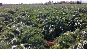 Cultivos de alcaucil en San