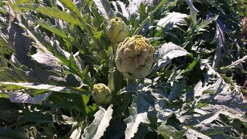 Ignacio y Pablo conocerán por