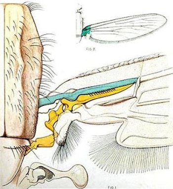 La parte del ala del