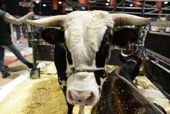 Vacas y terneros en La