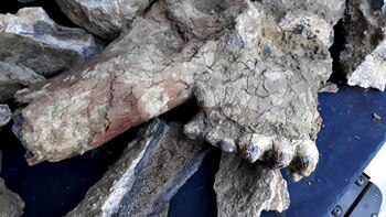 Un vecino de Berisso encontró