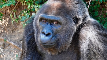 El Zoo de Little Rock difundió la foto de Trudy al anunciar que había sido hallada muerta por los sus cuidadores este miércoles (Foto: Catherine Hopkins/Little Rock Zoo via AP)