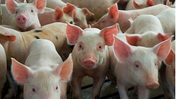 Un 98% de la producción