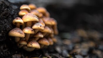 La iniciativa busca explotar la