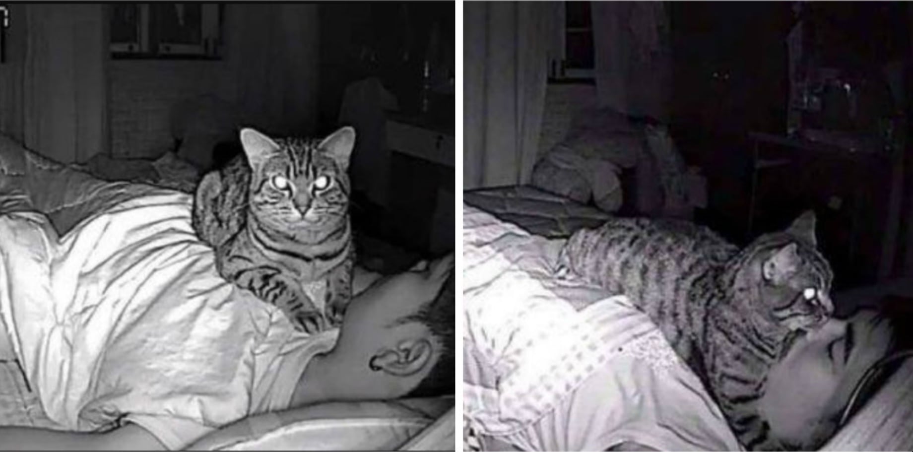 Un joven en Bangkok descubrió que su gato lo “asfixiaba” al dormir