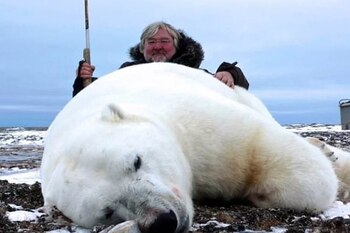 5,000 de los osos han