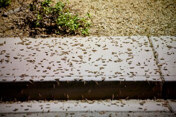 Los insectos en una vereda