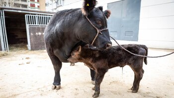 El ternero Angus “De Rossi”