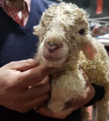 “María Eugenia” es un cordero