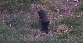 Todo empezó en 2015, cuando unos vecinos se cambiaron de casa y decidieron no llevar a los gatos con ellos (Foto: Captura de Pantalla)