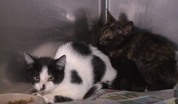 En pocas horas las autoridades del condado atraparon 22 gatos (Foto: captura de pantalla)