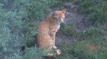 Los vecinos aseguran que continuamente apareen al aire libre heces de gatos, por lo que temen un problema sanitario (Foto: captura de pantalla)