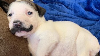 Salvador Dolly tiene 10 hermanos