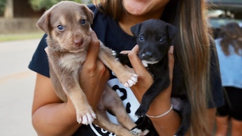 La camada fue encontrada junto