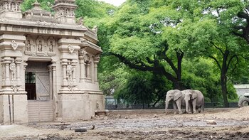 Actualmente hay tres elefantes en