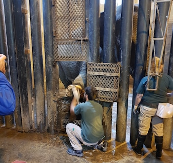 La pezuñas de los elefantes