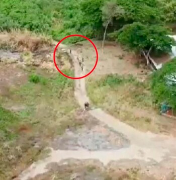 Las fuerzas del régimen en