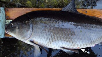 Los otolitos son pequeñas estructuras calcificadas