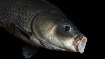 La datación por radiocarbono ha