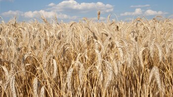 La siembra de Cebada aumentó