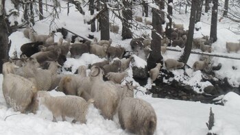 Parte del rebaño de Orlando