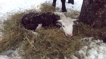 Los animales estaban dispersos en