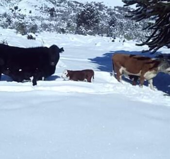 Los animales quedaron aislados por