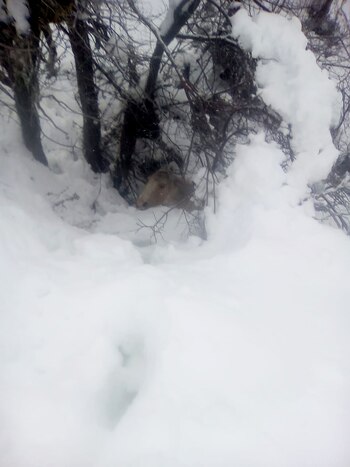 Uno de los caballos rescatados