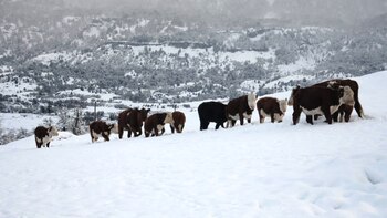 Orlando tiene 200 chivas y