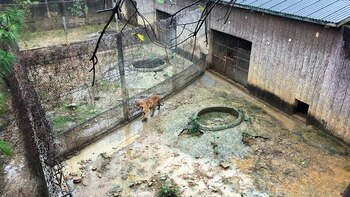 Al ser cazados, prácticamente en un juego de niños, sus cabezas y pieles serán “trofeos” para quienes los maten.