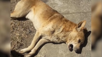 La persona imputada fue grabada mientras mataba al perro (Foto: Facebook)