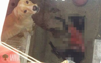 En otro caso en Veracruz también sucedió otro caso similar donde los canes se vieron obligados a comerse entre sí debido a que no los alimentaban Foto: Especial
