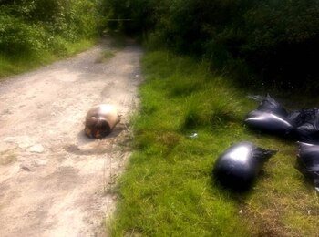 En la autopista Puebla-Veracruz fue