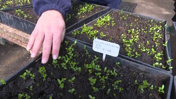 El vivero cuenta actualmente con