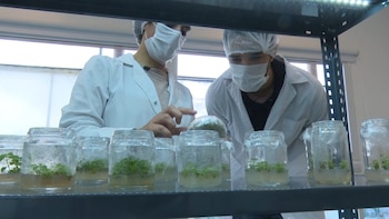 La producción de plantas dentro