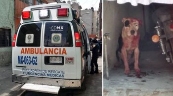 Un perro fue el protagonista de una tragedia en Iztapalapa (Foto: @LeslyBs1)