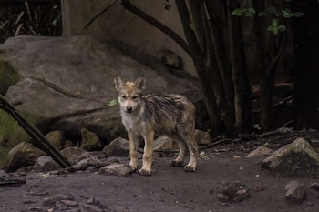(Foto: Cortesía Secretaría del Medio
