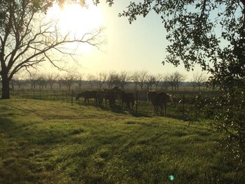 (Foto: Facebook/ vía Univision)