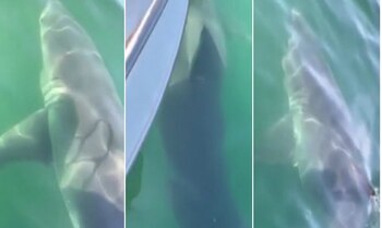 (Foto: captura de pantalla video