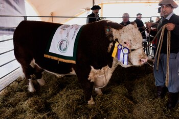 Toro “Gran Campeón” Hereford de