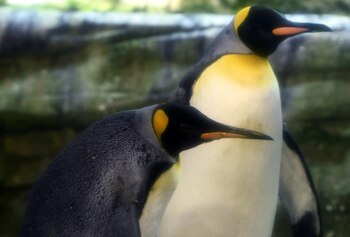 Ping y Skipper, pareja de