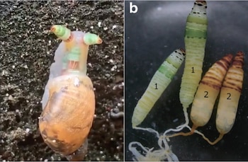 El caracol está infectado con