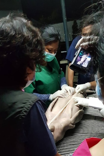 La autopsia del animal (AFP)