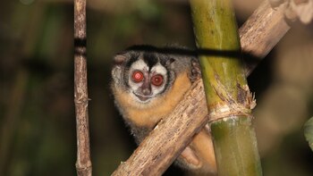 El marikiná de Azara interrumpe