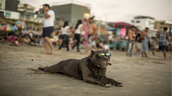 Para evitar un golpe de